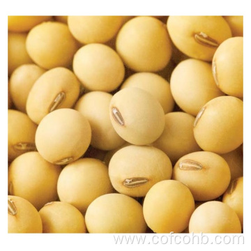 High Protein Dry Soybean